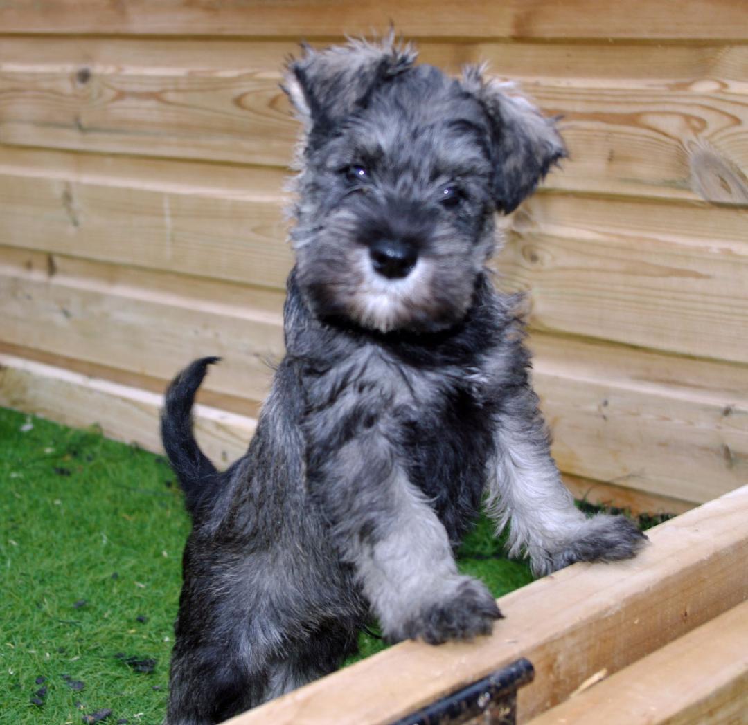 Westie x miniature store schnauzer